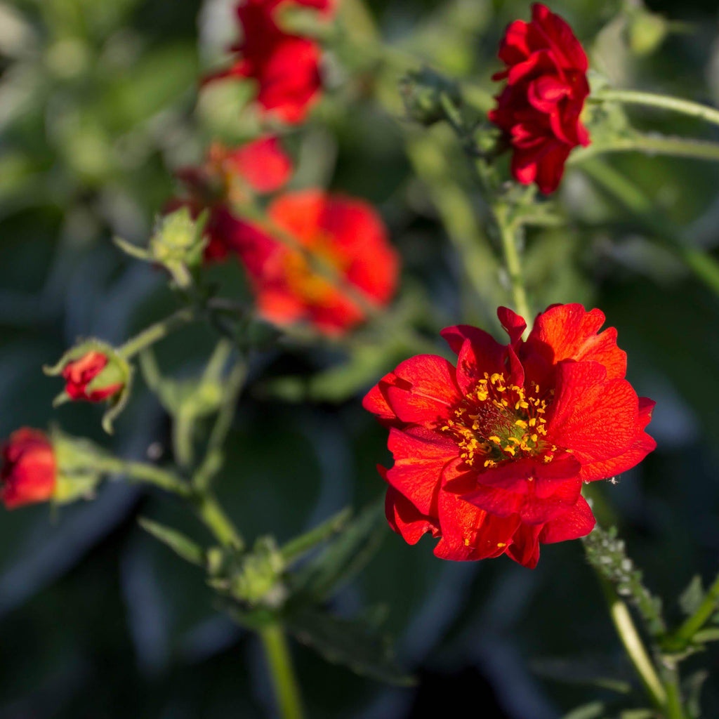 Geum "Mrs. Bradshaw" seeds