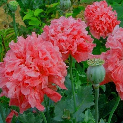 Peony Poppy Seeds - "Salmon"