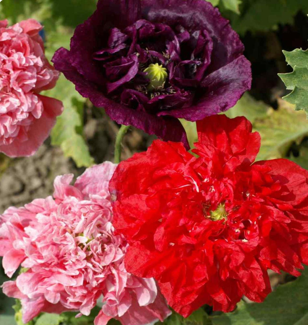 Peony Poppy (Papaver Paeoniflorum Double Mix)