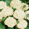 Peony Poppy Seeds - "Cream"