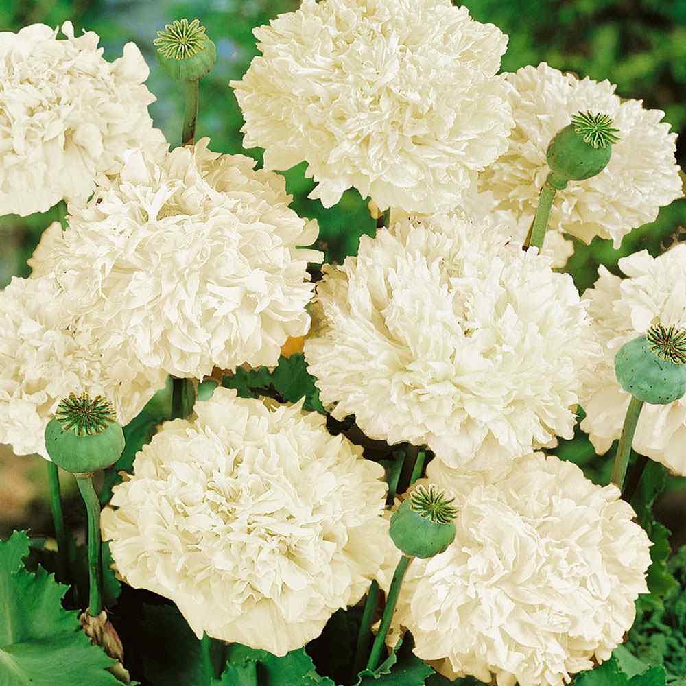 Peony Poppy Seeds - "Cream"