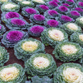 Ornamental Cabbage (Brassica Oleracea) Seeds