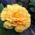 Carnation Seeds - "Yellow"