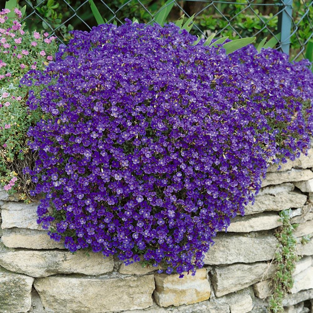 Aubrieta Mix Seeds "Twist"- "Rock Cress Cascade Red and Blue"