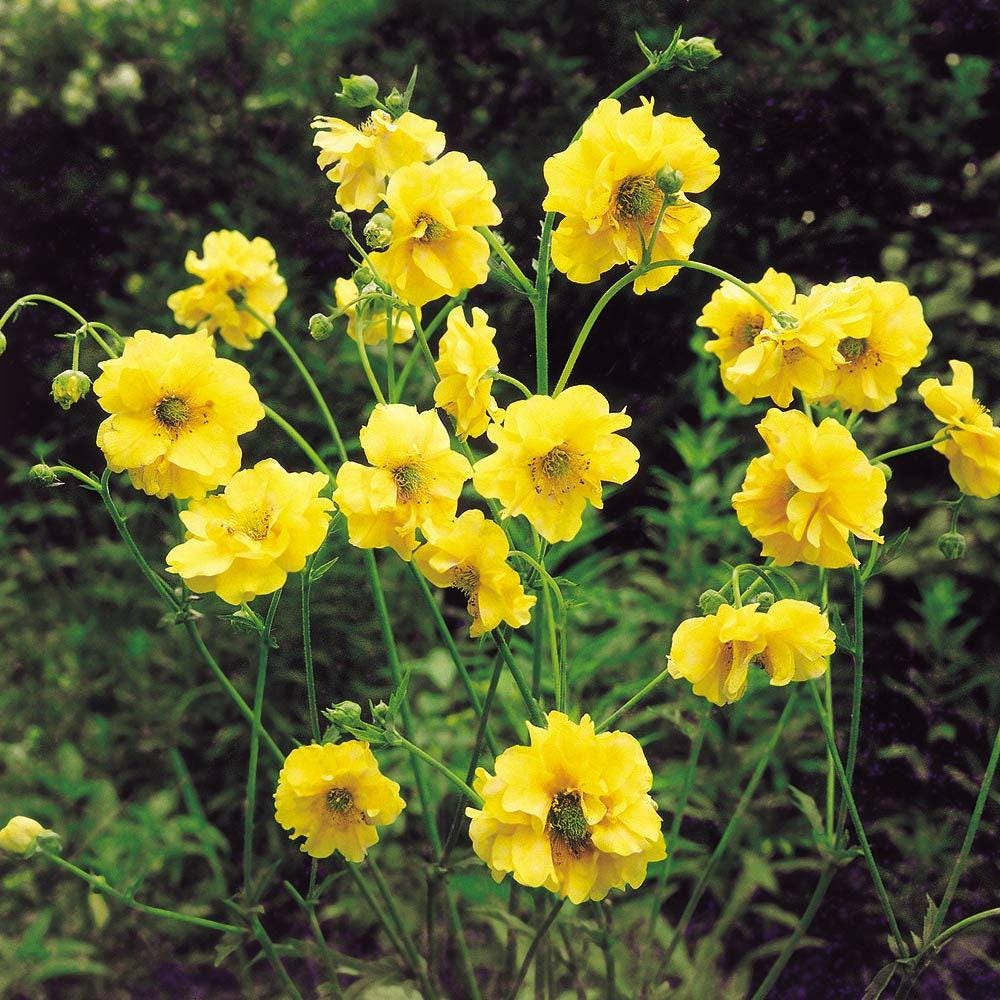 Geum "Mrs. Bradshaw" and "Lady Stratheden" Mix seeds